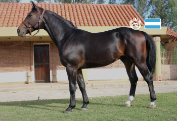 Pegasus Cristiano